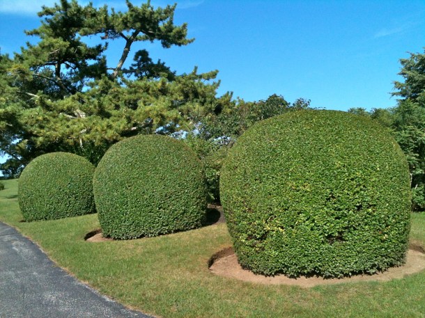 Prune, prune, prune.