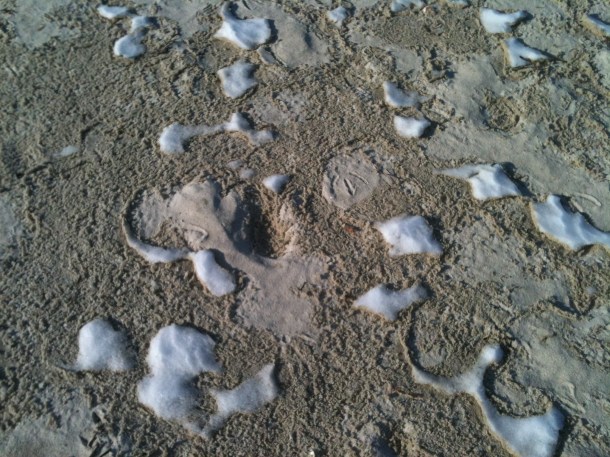 Bird, foot, and snow prints