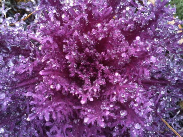 Even the kale was pretty!