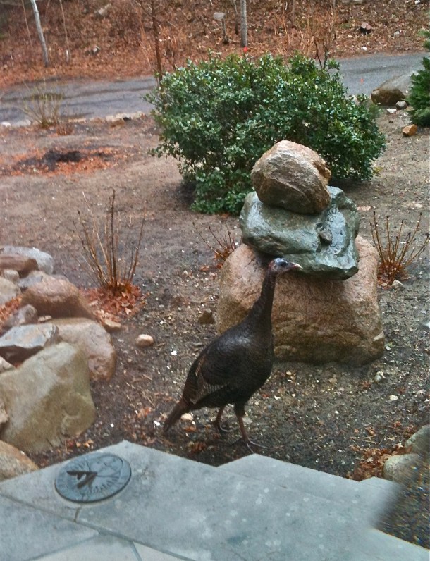 Wild Turkey Mama Meets Stone Mama