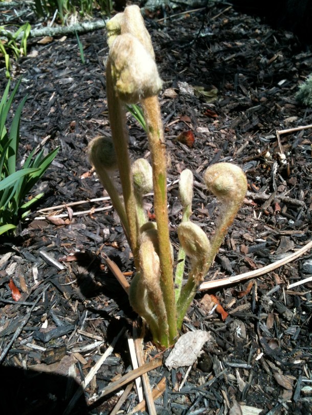 Fiddleheads