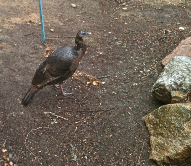 Never saw one of these before.