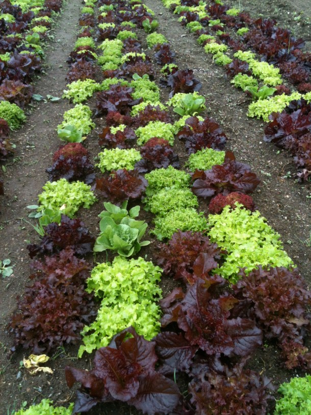 Coonamesset Lettuce