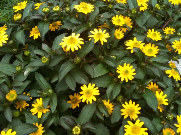 Coonamesset Farm in bloom