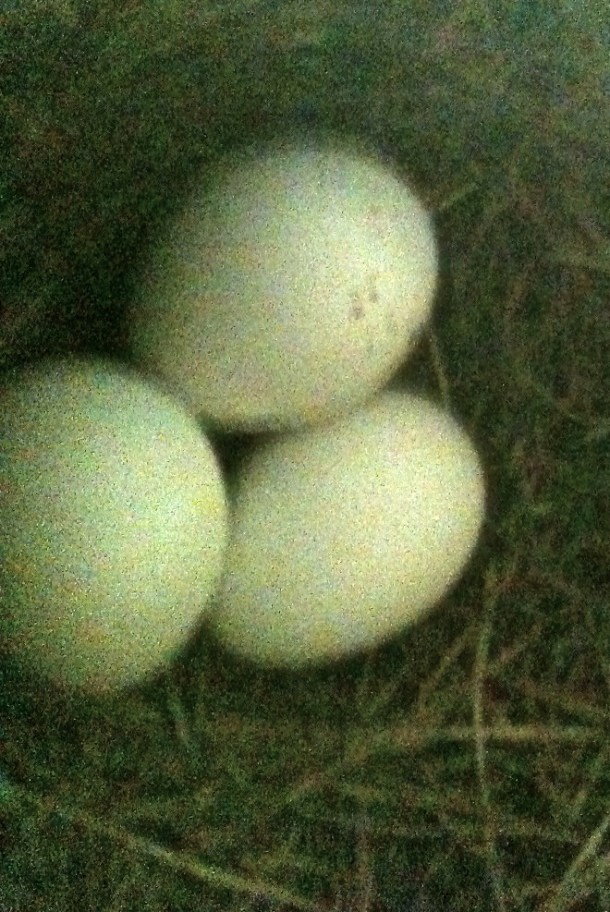 Three eggs safe and sound