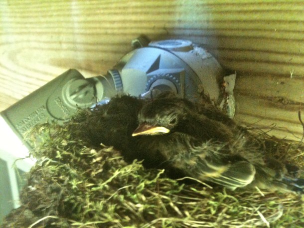 Looked like one or two, but three baby birds were cuddled closely.