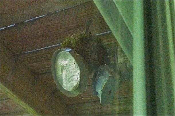 Nest with Mama and her tail feathers