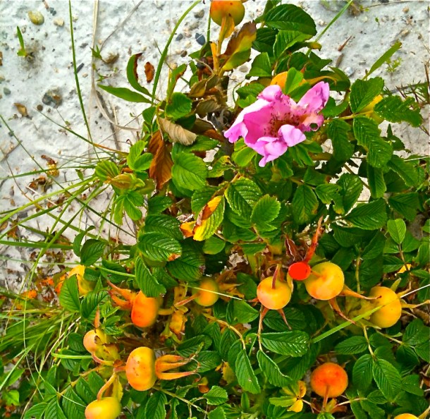 Beach Plums.. such an unusual mixture of color and shape