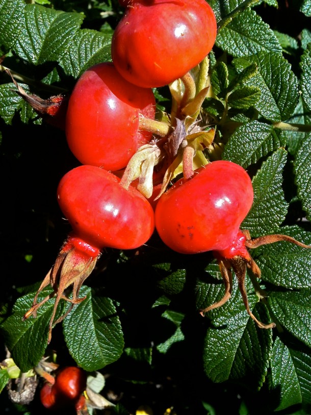 Beach Plums Bike Path