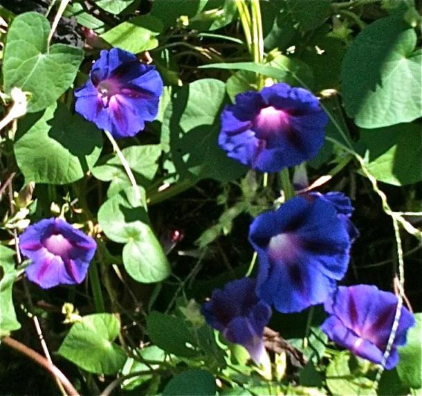 Morning Glories: my absolute favorite.