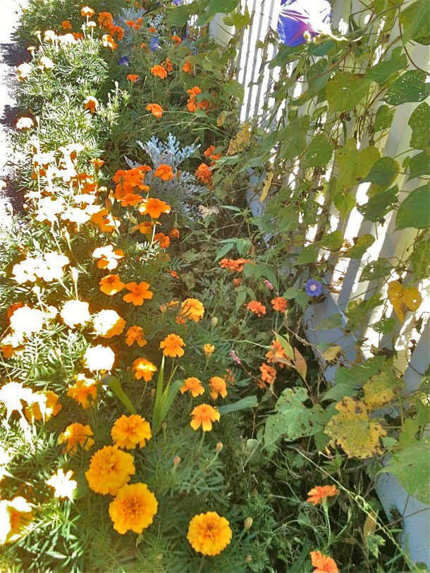 Old faithfuls: marigolds