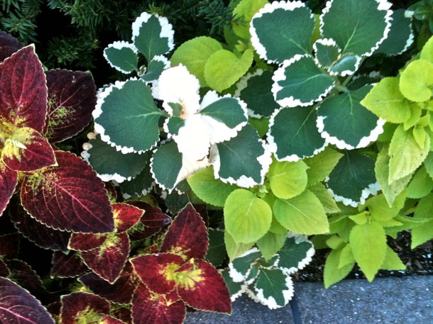 And the simple, but colorful leaves of coleus, never disappoint.