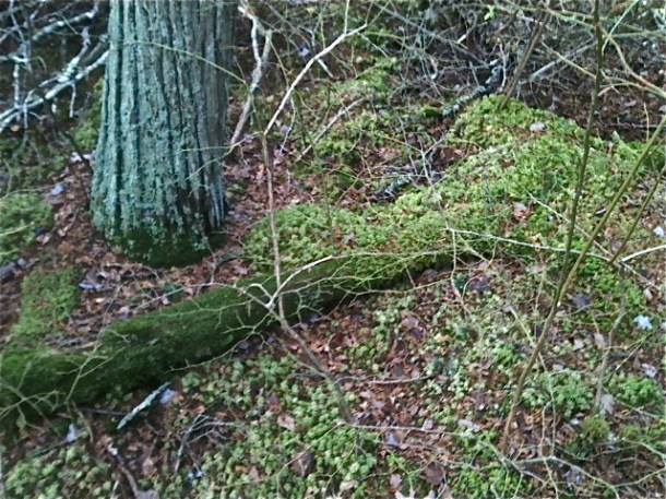 White Cedar Swamp Forest