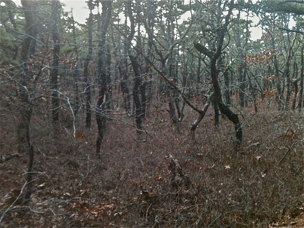 Entrance to White Cedar Swamp Forest -November 2013