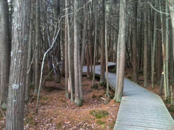 White Cedar Swamp Forest in November
