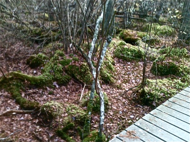 White Cedar Swamp Forest Asleep and Still Green