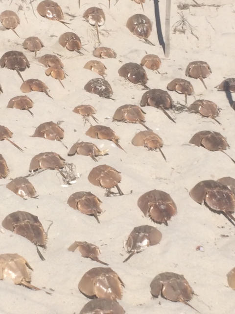 Horseshoe Crab Parade